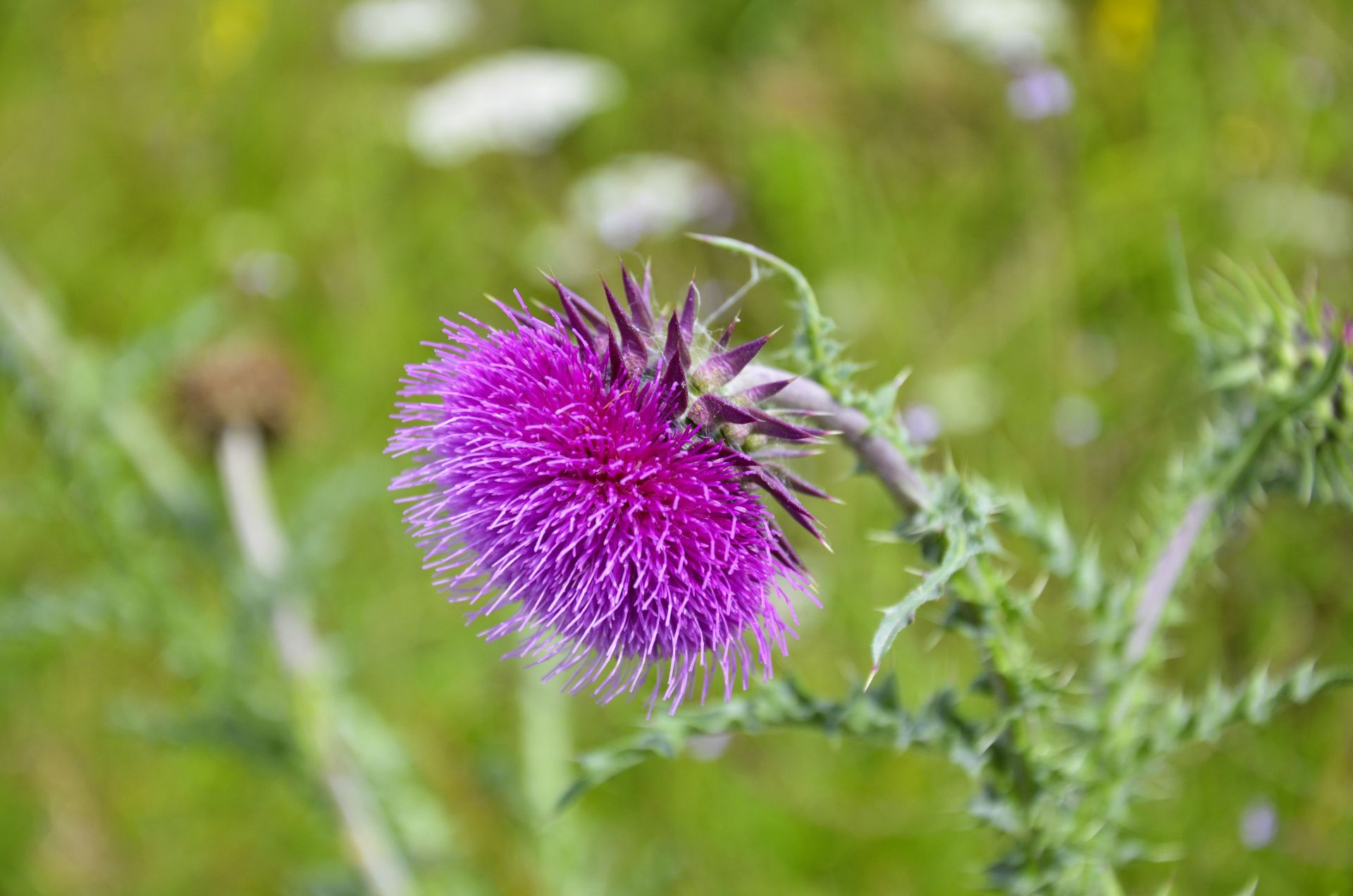 Naturheilverfahren Minden Mariendistel