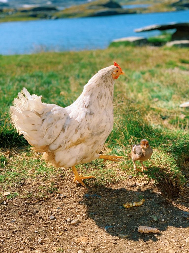 Chicken and chick walking outside near a lake in the mountains. Healthy and happy living naturally together.