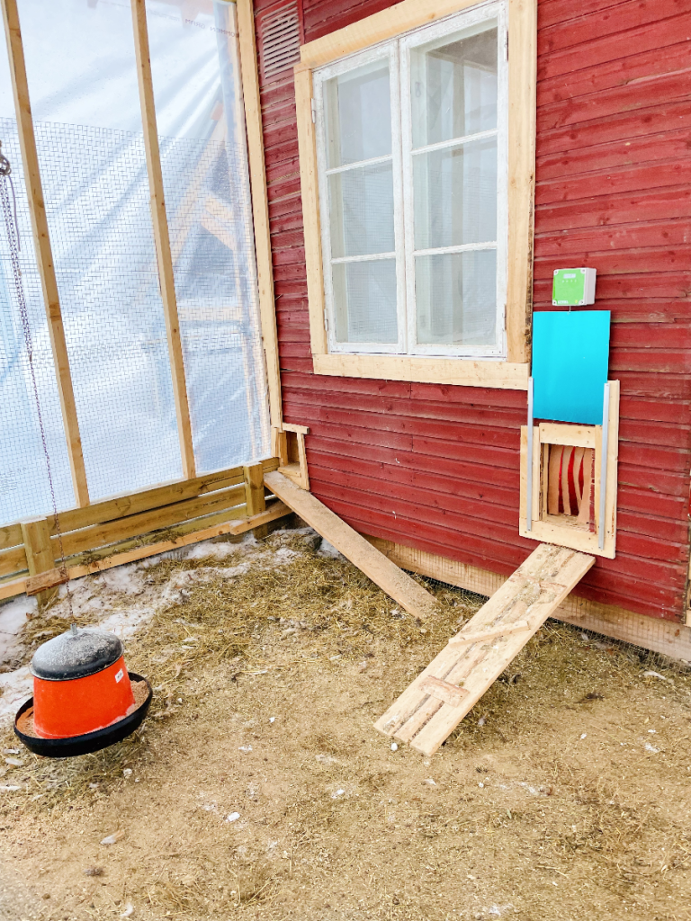 View from inside an outdoor chicken run. Walls covered with plastic to maintain a comfortable enviorment for chickens throughout winter.