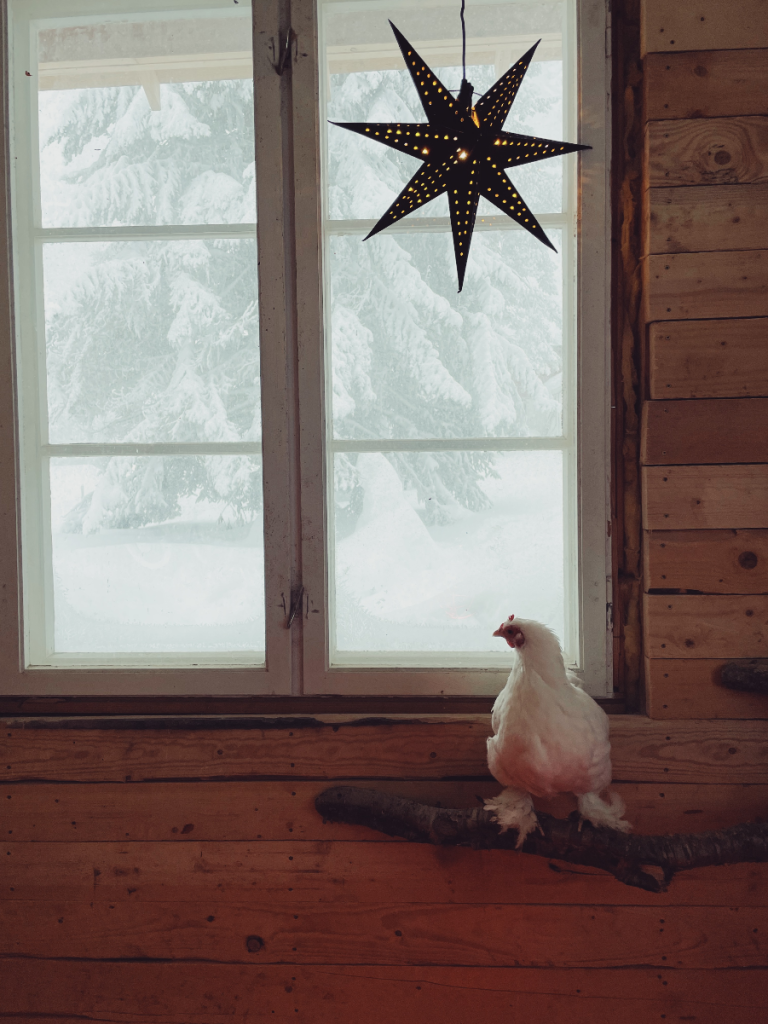 Chicken on natural branch roost inside coop, looking out a window at the cold and snow.