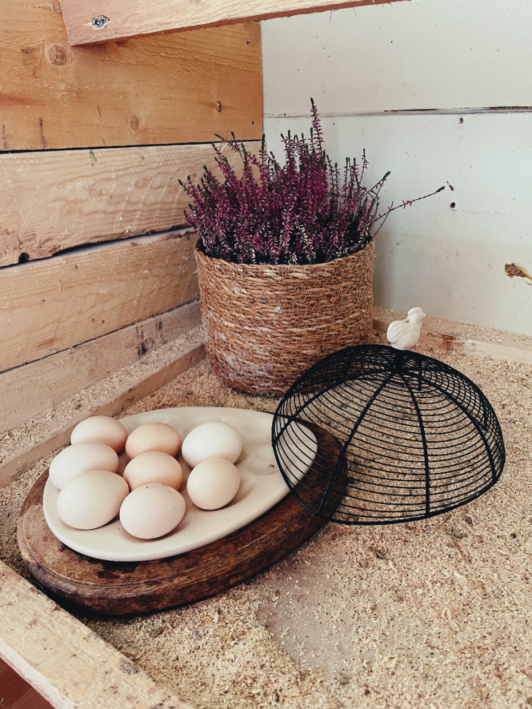 Decorative photo of freshly picked eggs on a dish for storing eggs on the counter. Dark purple flower in rattan basket in the background. The photo was taken during winter time when chickens usually don't lay a lot of eggs. These do because their coop and run are winterized to keep them happy throughout the cold season.