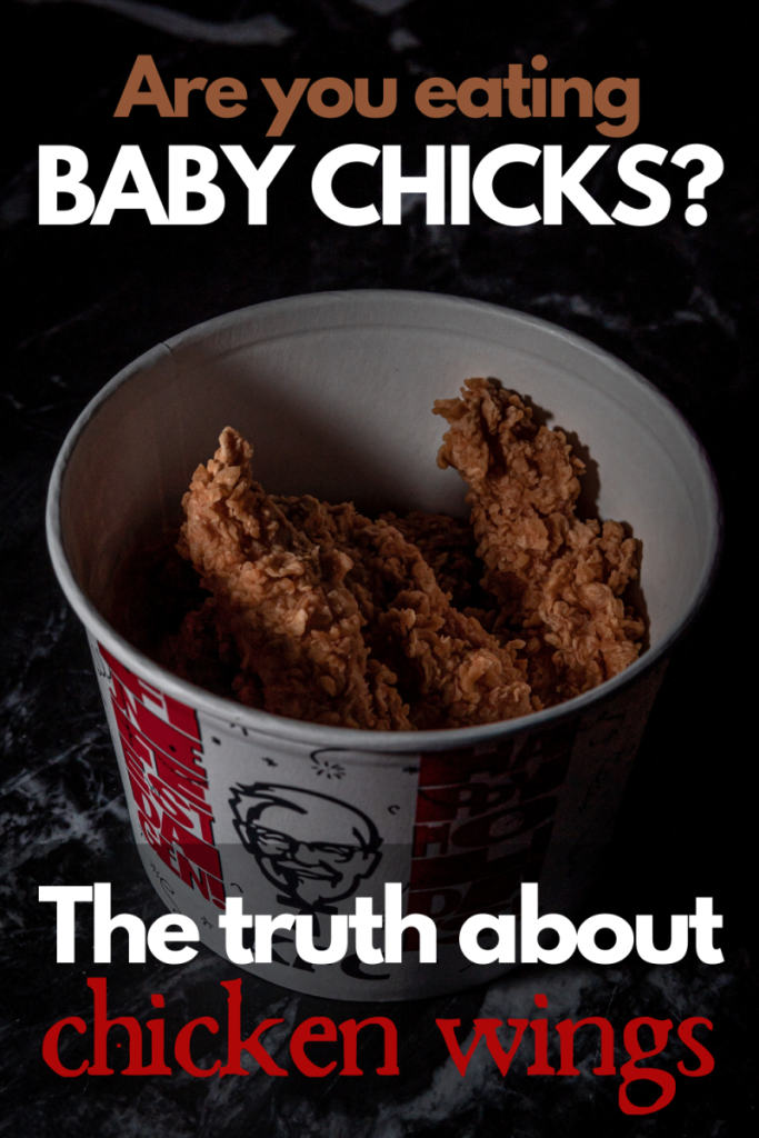 A dark image of a bucket of Kentucky Fried Chicken wings. The text "Are you eating baby chicks?" at the top. The text "The truth about chicken wings" at the bottom. The words "chicken wings" in a blood red color.