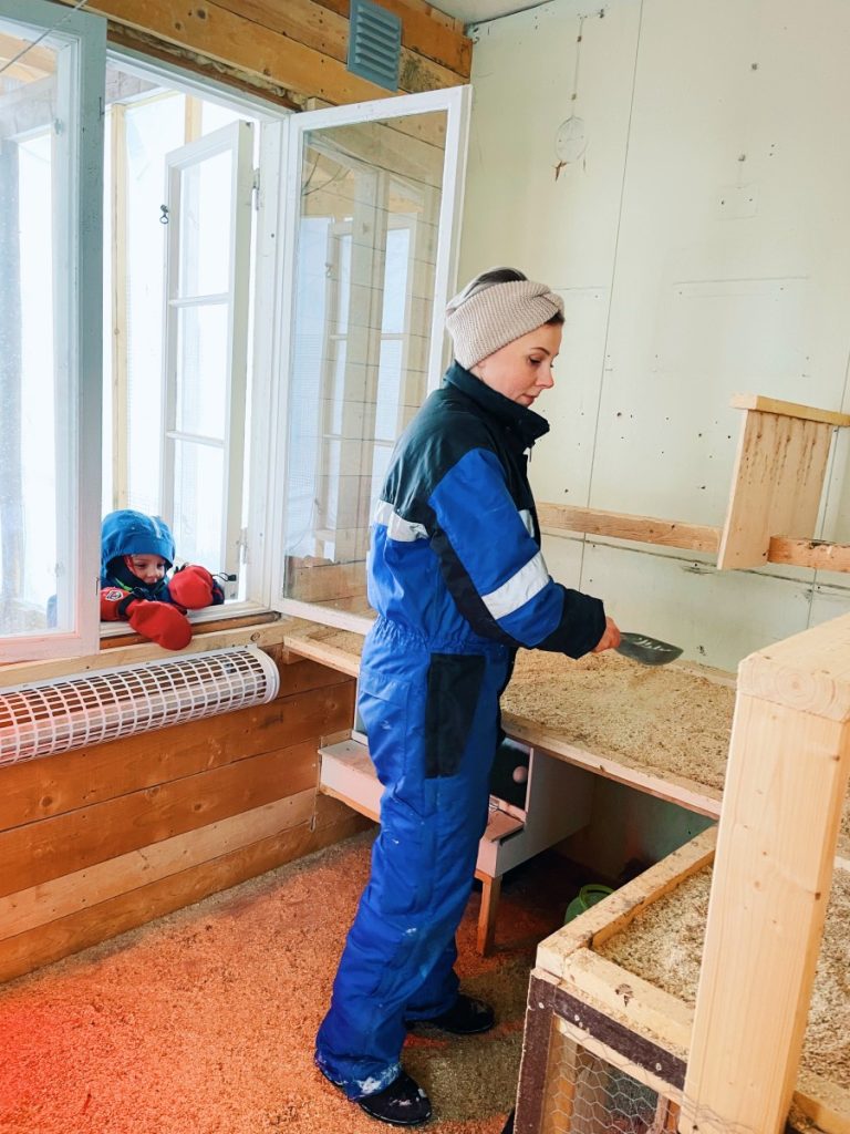 Woman mucking droppings from an elevated dropping board inside a chicken coop. A child standing outside looking in through an open window. 