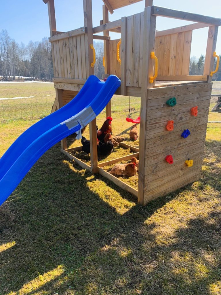 Free ranging chickens relaxing under a kids playhouse.