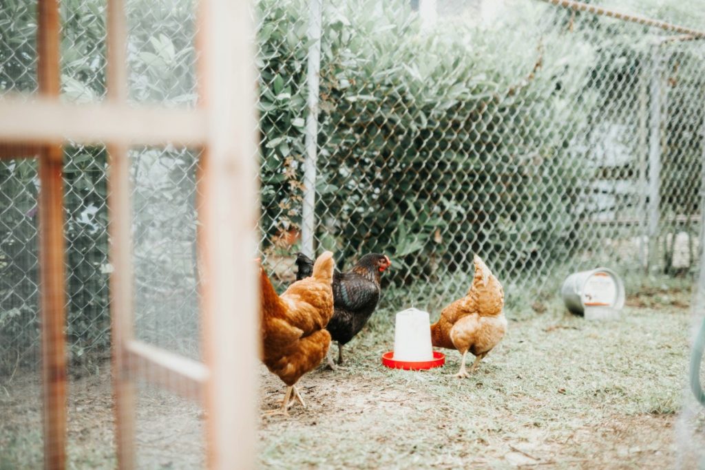 Chickens outside in a caged chicken run.