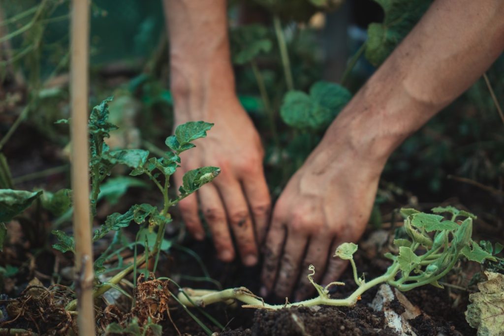 Pair of dirty hands digging in some soil. A balcony garden is a great way to get started micro homesteading.