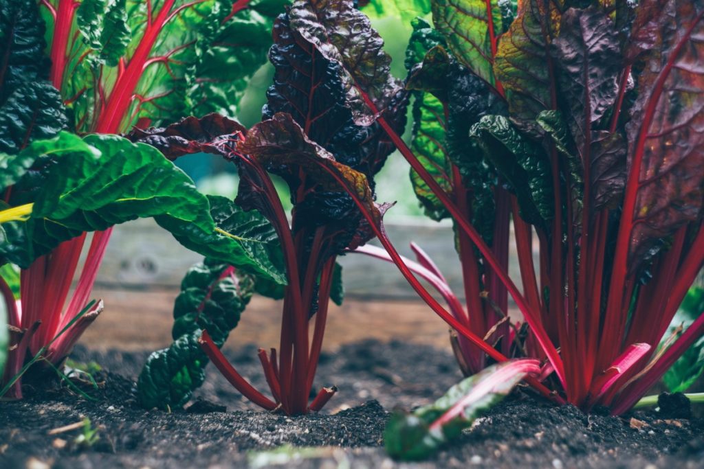 Red and green salad sprouts in soil.