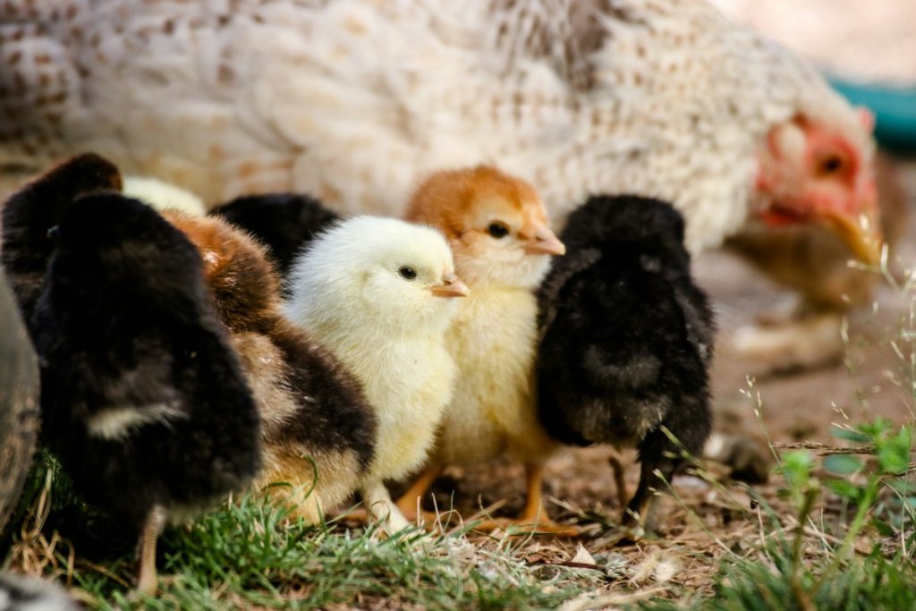 A flock of 6 or 7 chicks in a multitude of colors standing next to their mom on the ground. 