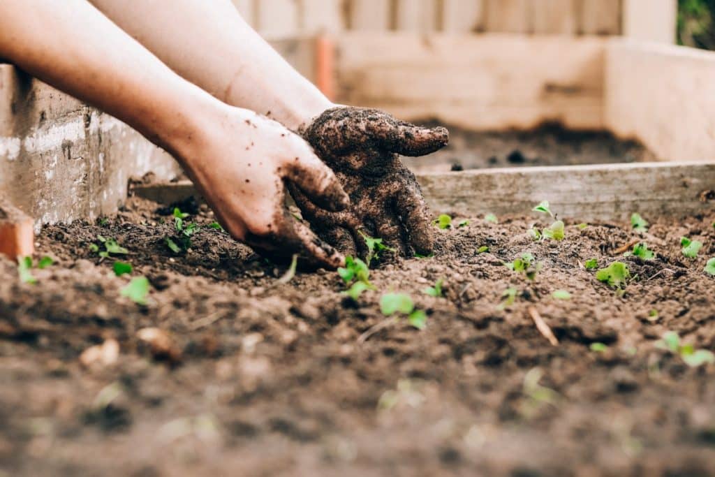 Two hands working the soil in a garden.