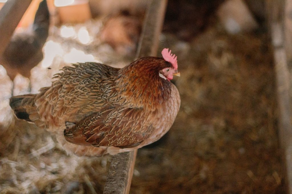 Chicken roosting on roosting bar inside chicken coop.