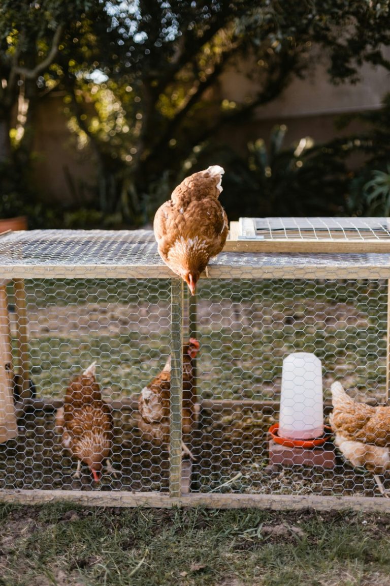 6 Top Things Determining How Much Space Chickens Need