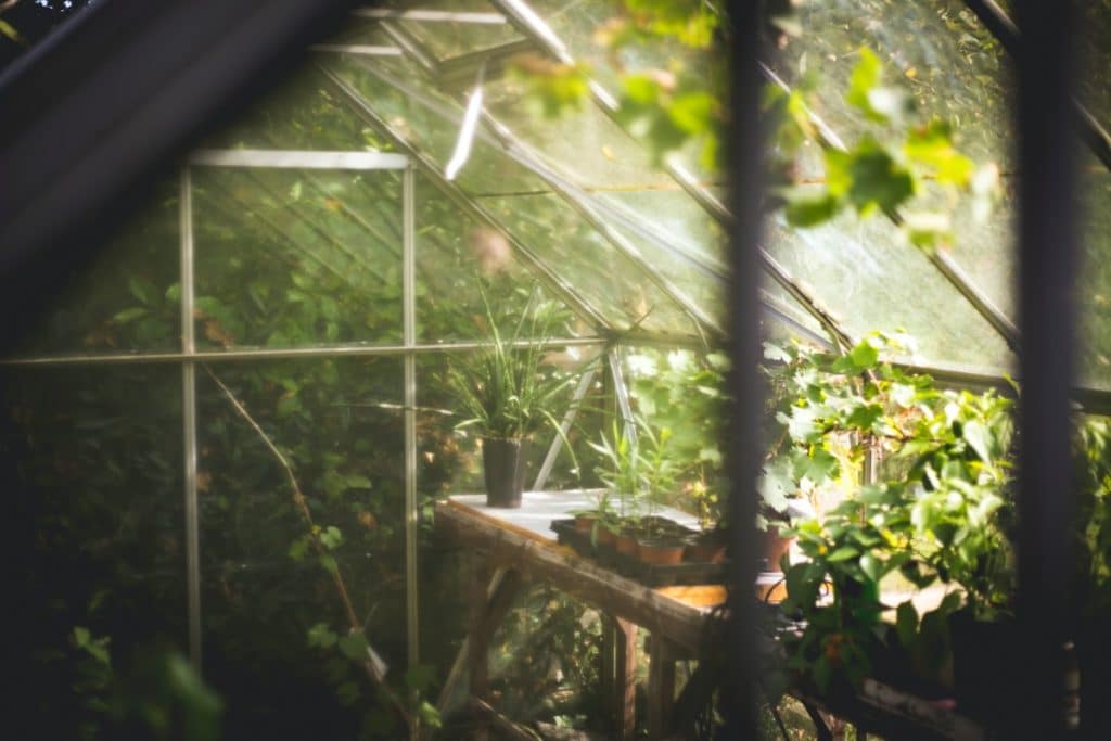 Looking into a cozy, overgrown greenhouse.