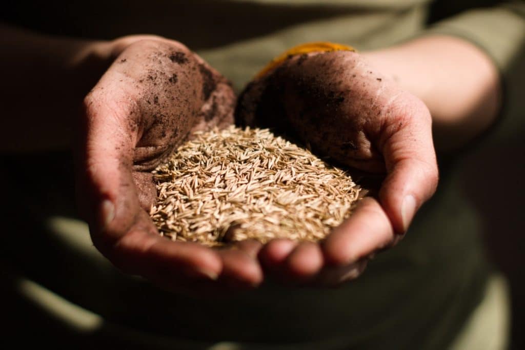 Dirty hands holding seeds.