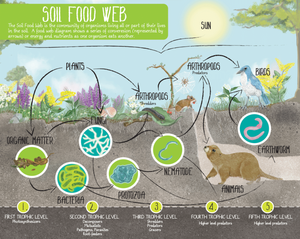 Illustration of the soil food web