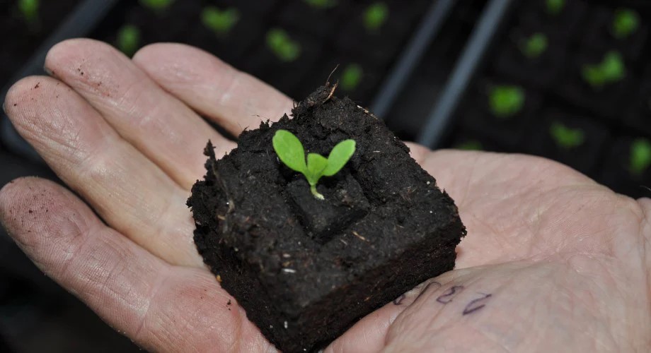 Soil block made with the Ladbrooke Soil Blocker. A great way to start seeds outdoors.