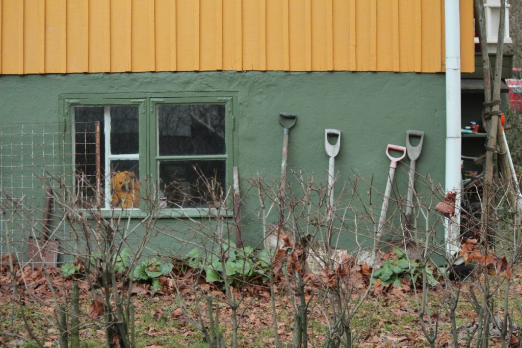 A vegetable garden in front of a house. The colours of the house green and mustard. Some tools leaning towards the wall. The garden is empty because it's winter. Awaiting seeds to start growing.