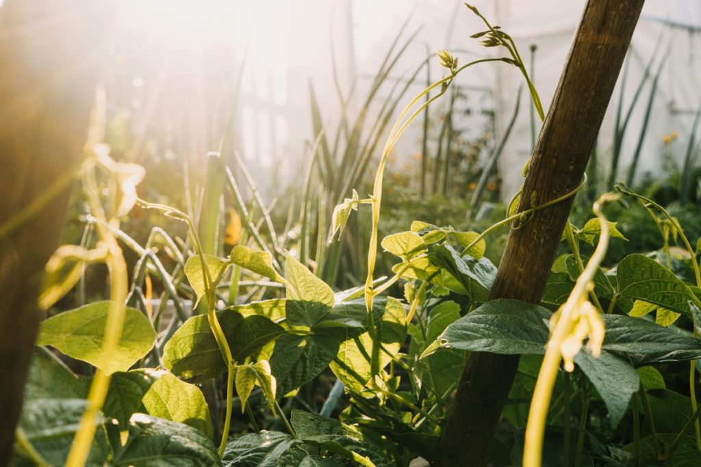 An up-close snapshop of a diverse garden or field with a variety of plants.