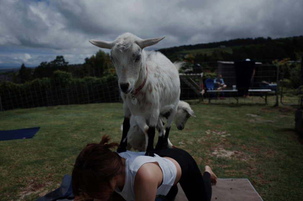 Woman practicing yoga with a goat on her back