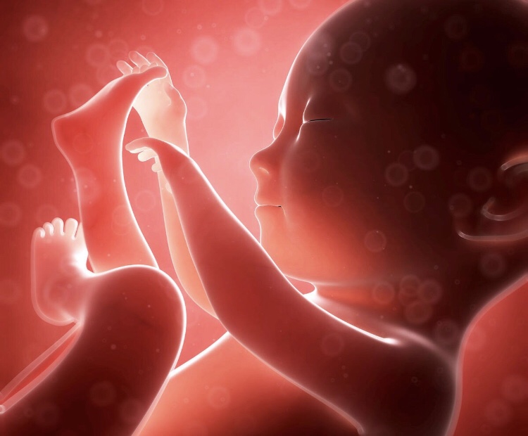 Baby's Alertness in the Womb | Parents