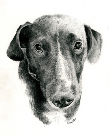 Pet portrait