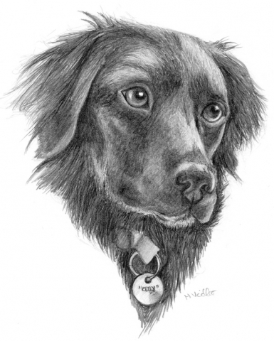 Pet portrait