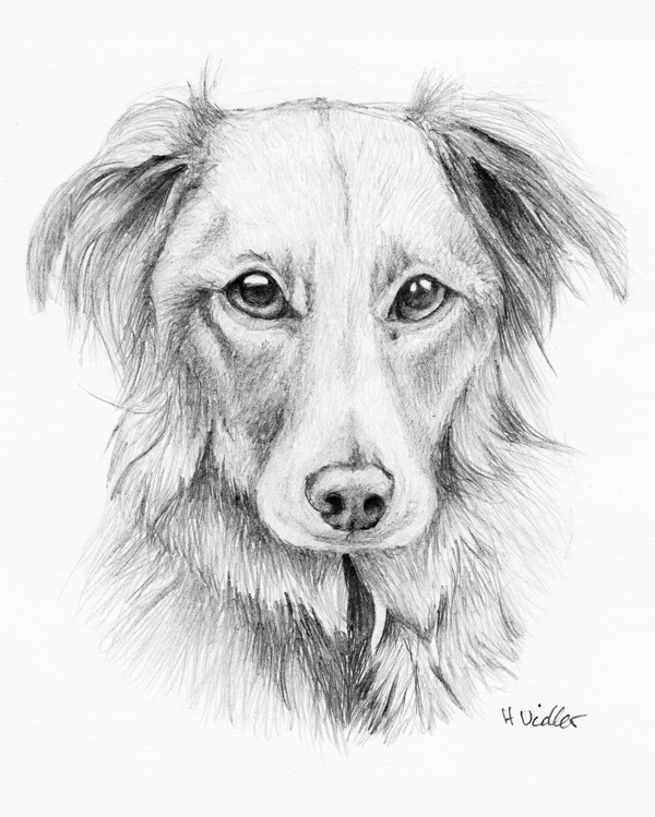 Pet portrait