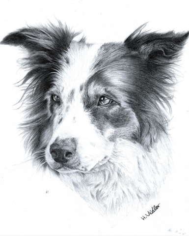 Pet portrait