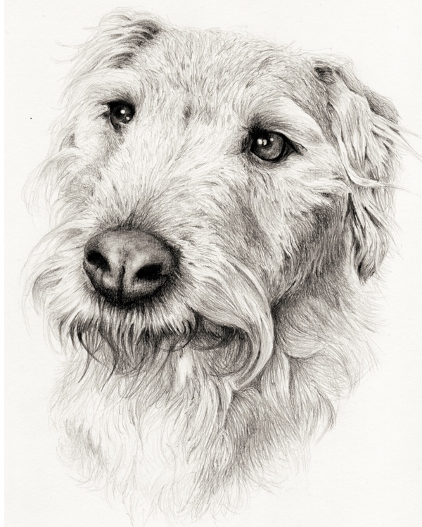 Pet portrait