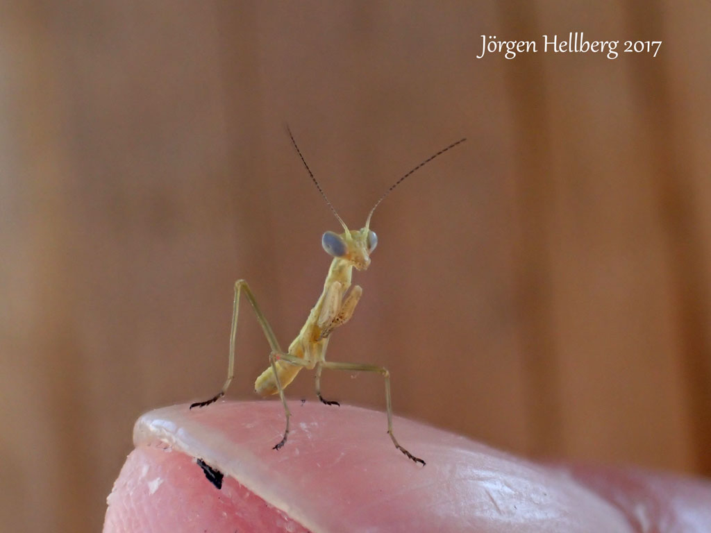 Mantis nymph