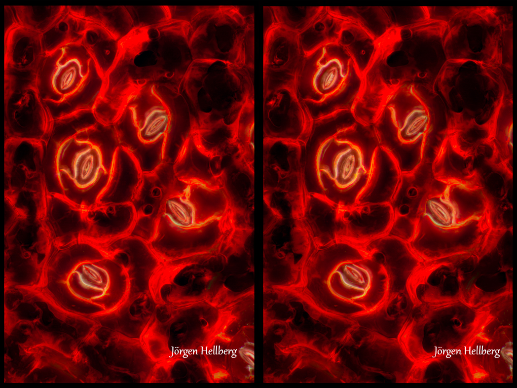 Cell structure red begonia leaf,