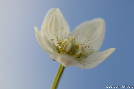 Marsh grass of Parnassus