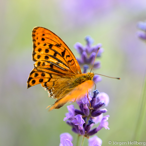 Butterfly with a damaged wing