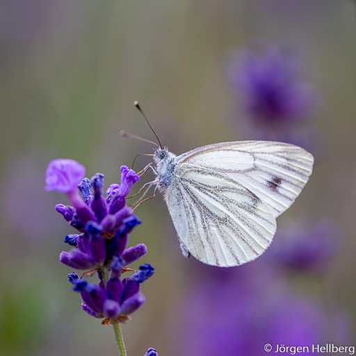 Butterfly and lavender, photo Jörgen Hellberg
