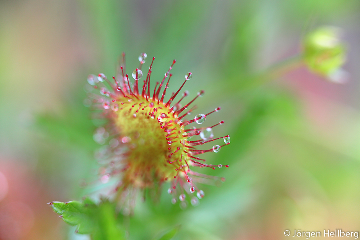 Round-leaved sundew or common sundew (Drosera rotundifolia)