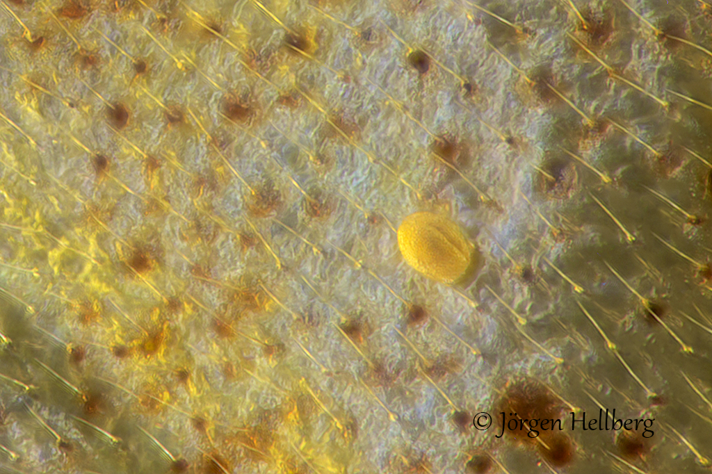 Pollen grain in Baltic amber