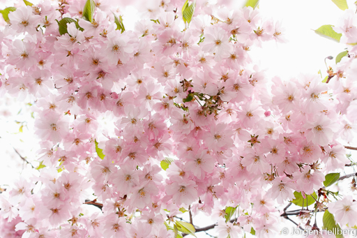 Cherry blossoms, photo Jörgen Hellberg