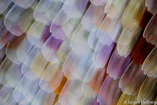 Butterfly scales from a Peacock butterfly