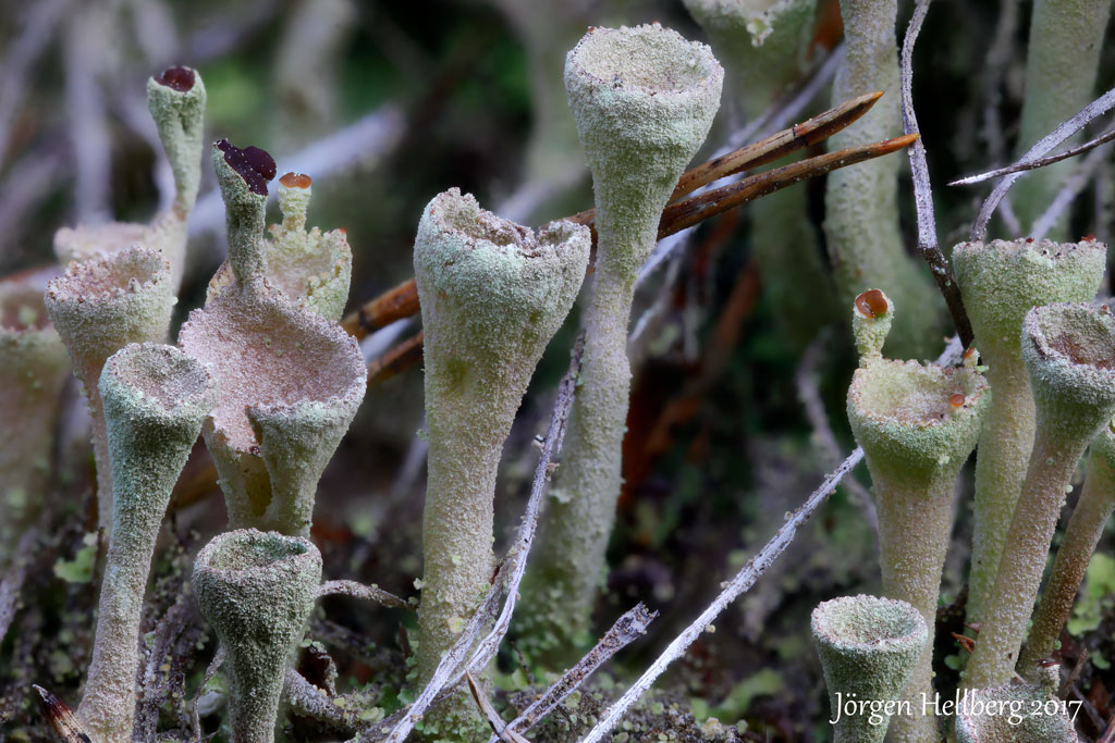 Cladonia (cup lichen)