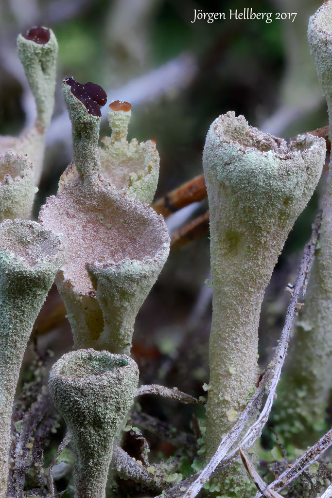 Cladonia (cup lichen)