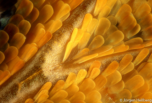 Butterfly scales