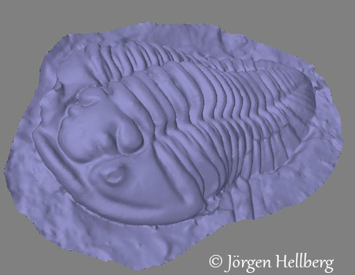 3d model Trilobite (Flexicalymene retrorsa)