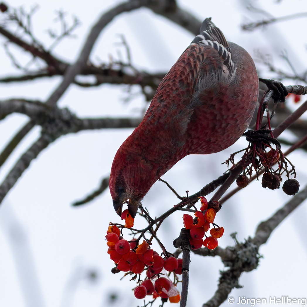  Male Pine grosbeak (Pinicola enucleator), Tallbit, photo Jörgen Hellberg