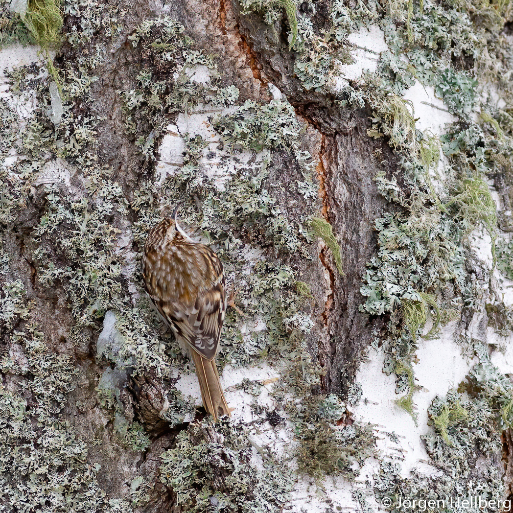 Tree creeper (Certhia familiaris), trädkrypare