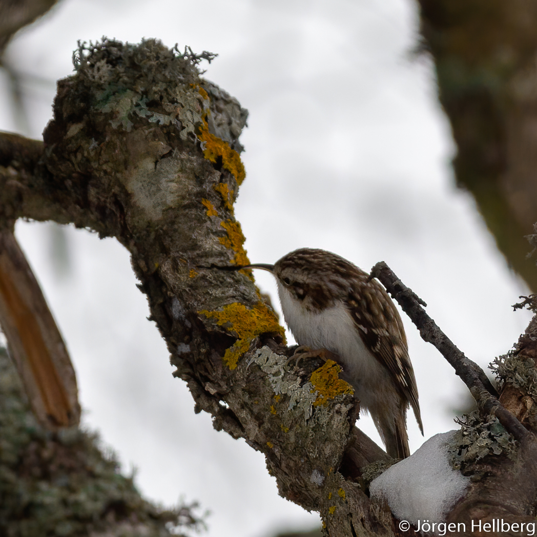 Tree creeper (Certhia familiaris), trädkrypare