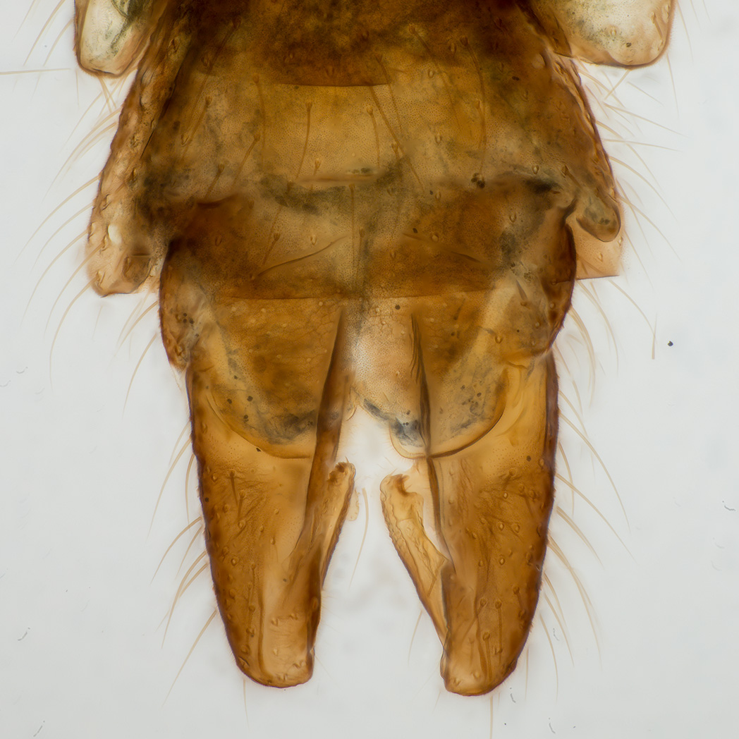 Chironomide male genitalia, photo Jörgen Hellberg