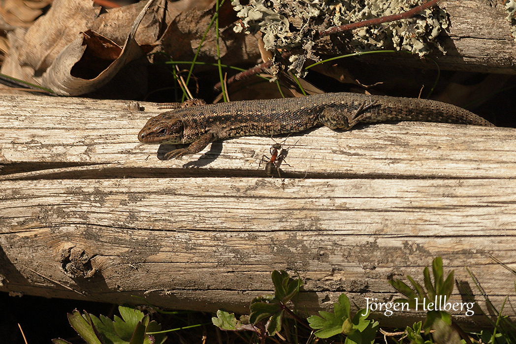 Viviparous lizard 