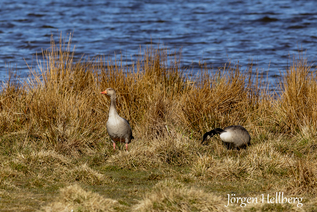 Greylag goose and Canada goose