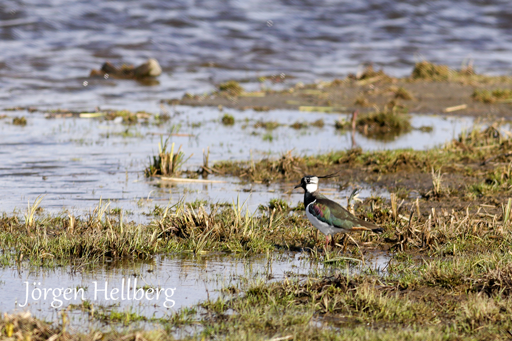 Northern lapwing, Vanellus vanellus, Tofsvipa, photo Jörgen Hellberg