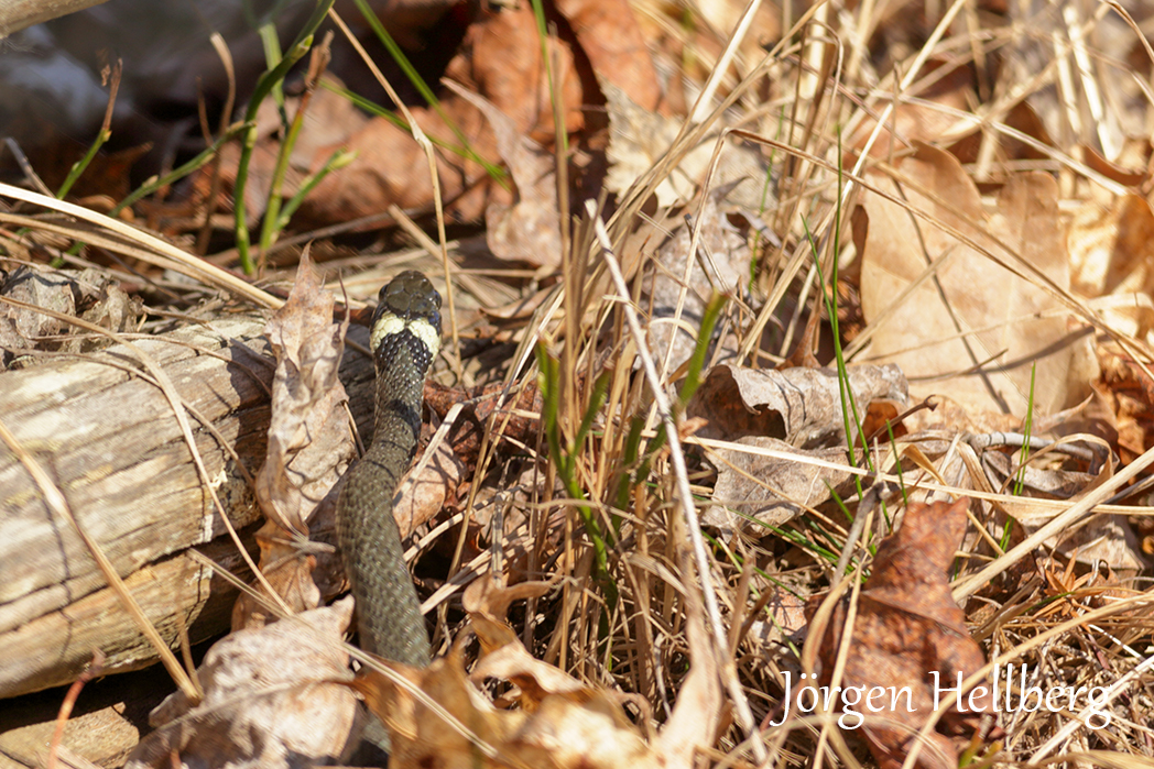 Grass snake