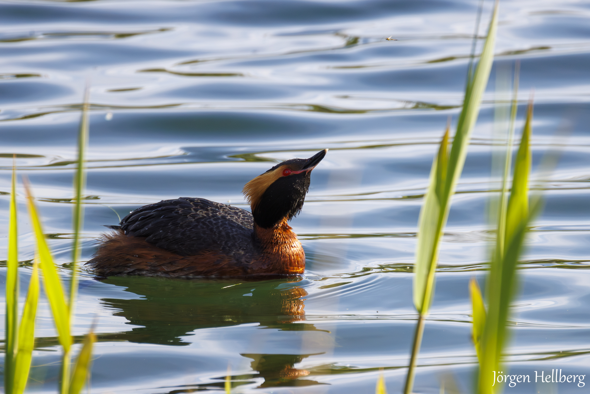 Horned grebe  (Svarthakedopping)  Podiceps auritus